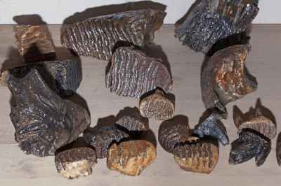 Mammoth teeth fossils