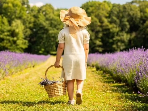 Girl walking away into a field of lavender with a basket.
