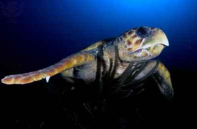 Loggerhead turtle in dark blue water