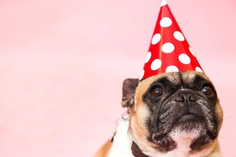 Dog in polka dot party hat