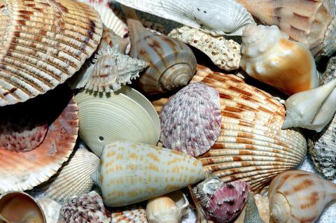 Assortment of Sanibel shells