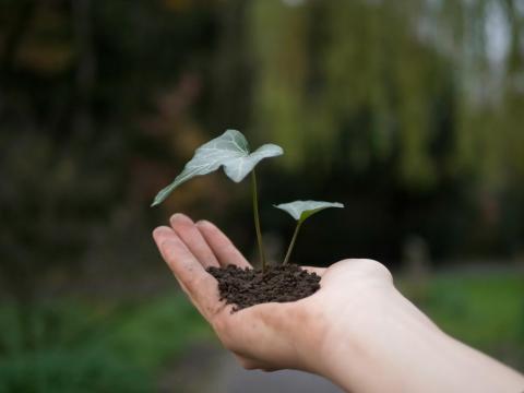 A small fiddle leaf fig sprout held in a hand