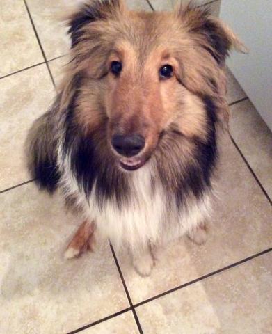 Picture of a Shetland Sheepdog