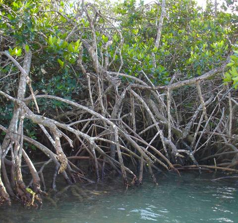 Picture of a mangrove