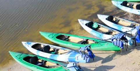 Line up of kayaks