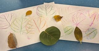 leaves and leaf rubbing picture