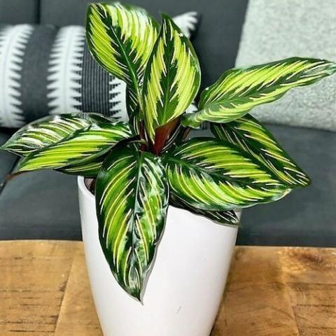 Picture of a potted plant