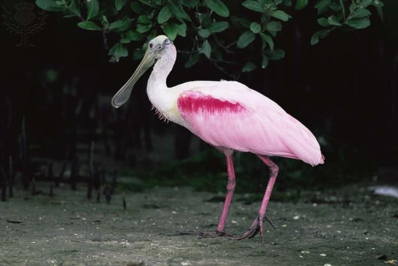 Roseate Spoonbill