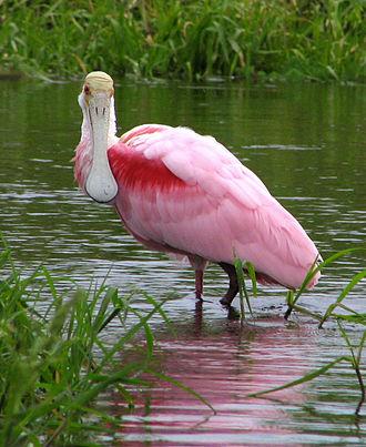 A pink Roseate Spoonbill