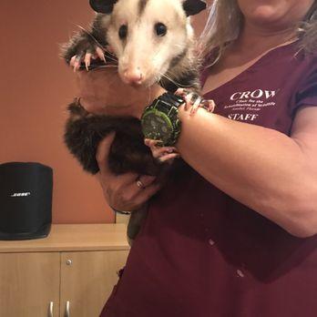 Picture of an opossum