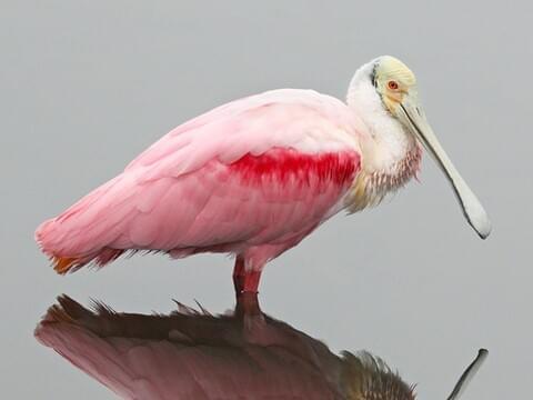 A Roseate Spoonbill bird