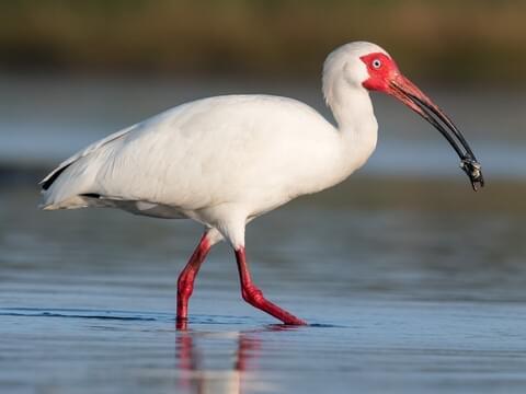 Picture of an Ibis