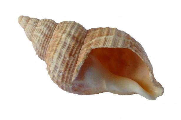 Sea shell